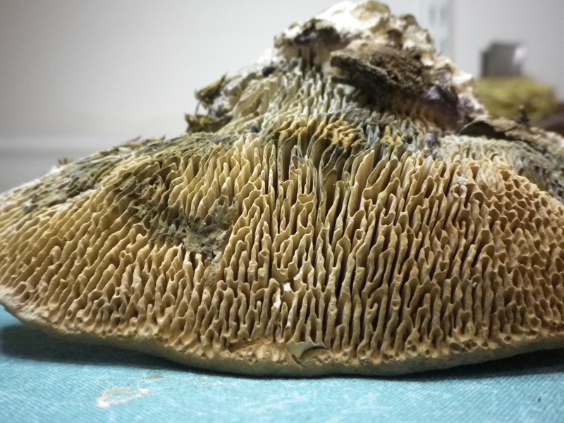 Vecchia polyporacea (Daedalea quercina)